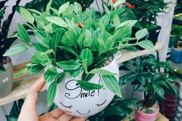 4 loại cây nhà giàu nào cũng thích trồng để mong tài lộc, may mắn