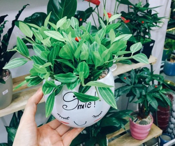 4 loại cây nhà giàu nào cũng thích trồng để mong tài lộc, may mắn